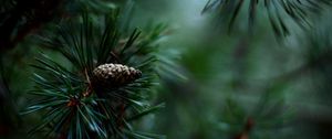 Preview wallpaper spruce, pine cones, needles