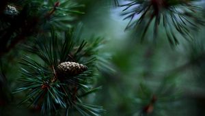 Preview wallpaper spruce, pine cones, needles