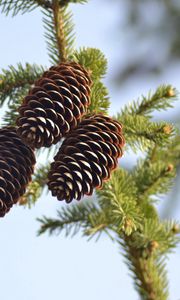 Preview wallpaper spruce, pine cones, pine, branch