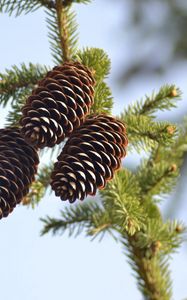 Preview wallpaper spruce, pine cones, pine, branch