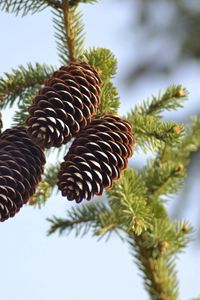 Preview wallpaper spruce, pine cones, pine, branch