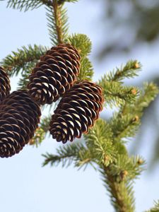 Preview wallpaper spruce, pine cones, pine, branch