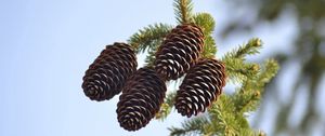 Preview wallpaper spruce, pine cones, pine, branch