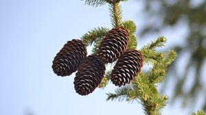 Preview wallpaper spruce, pine cones, pine, branch