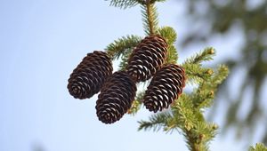 Preview wallpaper spruce, pine cones, pine, branch