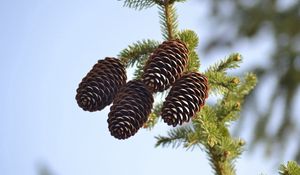 Preview wallpaper spruce, pine cones, pine, branch