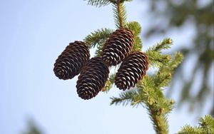 Preview wallpaper spruce, pine cones, pine, branch