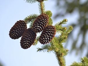 Preview wallpaper spruce, pine cones, pine, branch