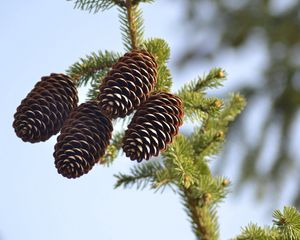 Preview wallpaper spruce, pine cones, pine, branch