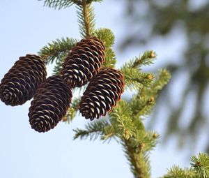 Preview wallpaper spruce, pine cones, pine, branch