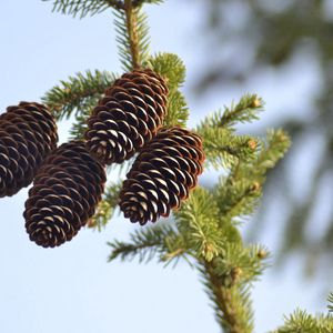 Preview wallpaper spruce, pine cones, pine, branch