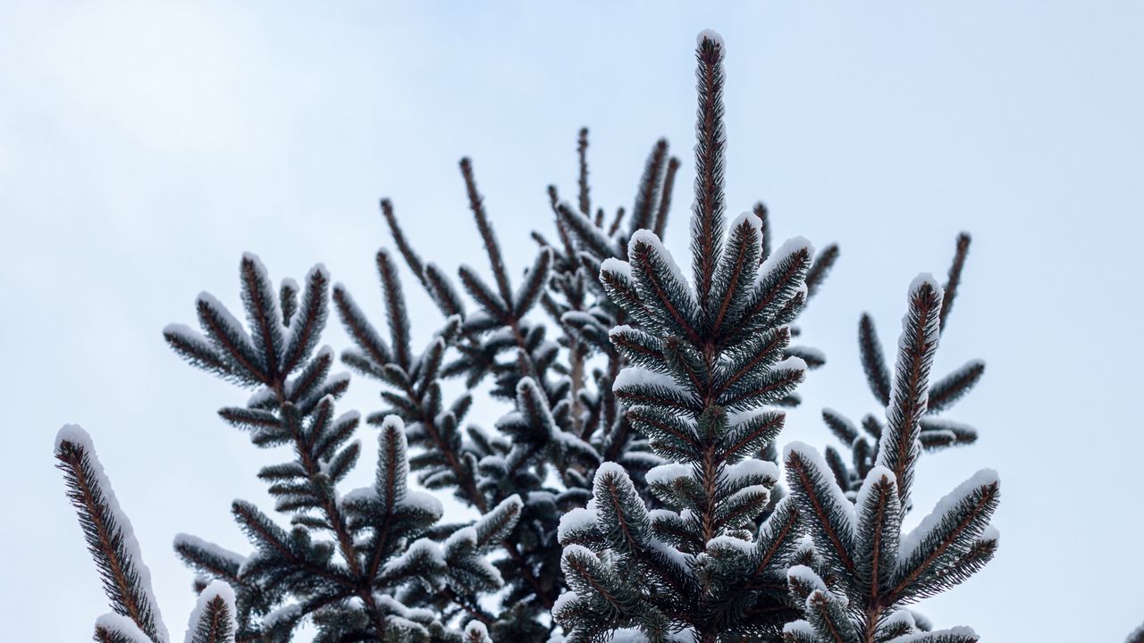 Wallpaper spruce, pine, snow