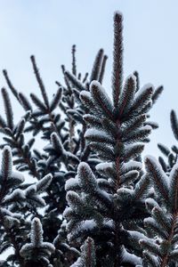 Preview wallpaper spruce, pine, snow