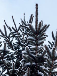 Preview wallpaper spruce, pine, snow