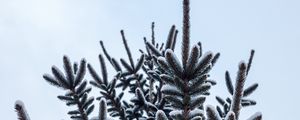 Preview wallpaper spruce, pine, snow