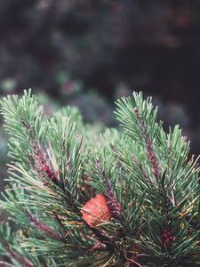 Preview wallpaper spruce, prickles, sheet, macro, blur