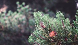 Preview wallpaper spruce, prickles, sheet, macro, blur
