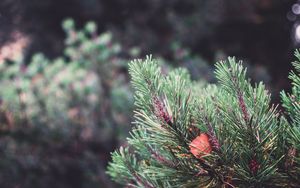 Preview wallpaper spruce, prickles, sheet, macro, blur