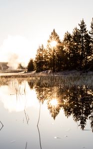 Preview wallpaper spruce, reflection, fog, grass