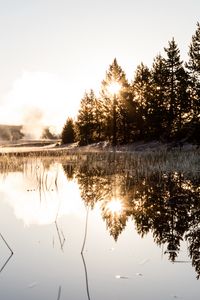 Preview wallpaper spruce, reflection, fog, grass