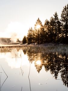 Preview wallpaper spruce, reflection, fog, grass