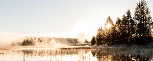 Preview wallpaper spruce, reflection, fog, grass