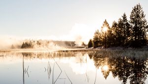 Preview wallpaper spruce, reflection, fog, grass