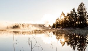 Preview wallpaper spruce, reflection, fog, grass