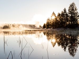 Preview wallpaper spruce, reflection, fog, grass