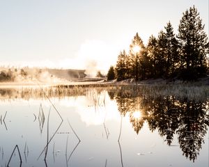 Preview wallpaper spruce, reflection, fog, grass