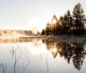 Preview wallpaper spruce, reflection, fog, grass