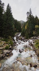 Preview wallpaper spruce, river, stones, stream, nature