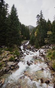 Preview wallpaper spruce, river, stones, stream, nature