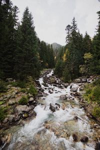 Preview wallpaper spruce, river, stones, stream, nature