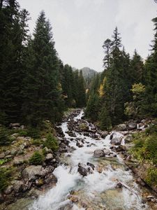 Preview wallpaper spruce, river, stones, stream, nature