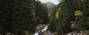 Preview wallpaper spruce, river, stones, stream, nature