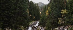 Preview wallpaper spruce, river, stones, stream, nature