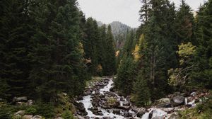 Preview wallpaper spruce, river, stones, stream, nature