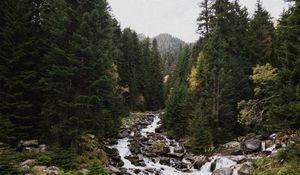 Preview wallpaper spruce, river, stones, stream, nature