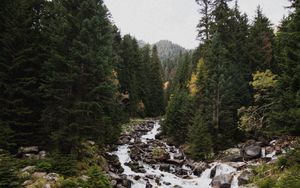 Preview wallpaper spruce, river, stones, stream, nature