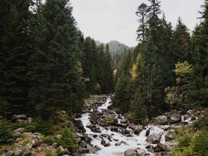 Preview wallpaper spruce, river, stones, stream, nature