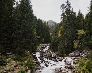 Preview wallpaper spruce, river, stones, stream, nature