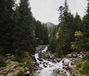 Preview wallpaper spruce, river, stones, stream, nature