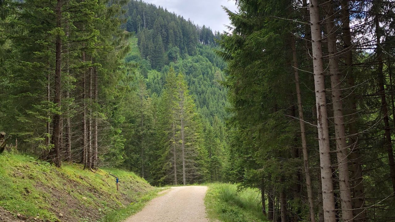Wallpaper spruce, road, trees, forest, distance