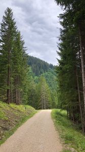 Preview wallpaper spruce, road, trees, forest, distance