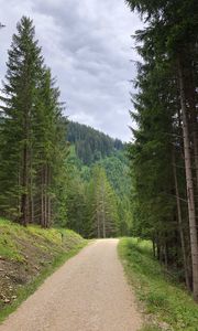 Preview wallpaper spruce, road, trees, forest, distance