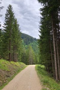 Preview wallpaper spruce, road, trees, forest, distance