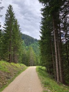 Preview wallpaper spruce, road, trees, forest, distance