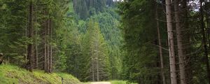 Preview wallpaper spruce, road, trees, forest, distance