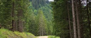 Preview wallpaper spruce, road, trees, forest, distance